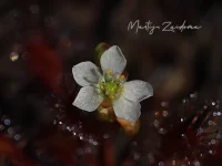Zonnedauwfamilie [Droseraceae]